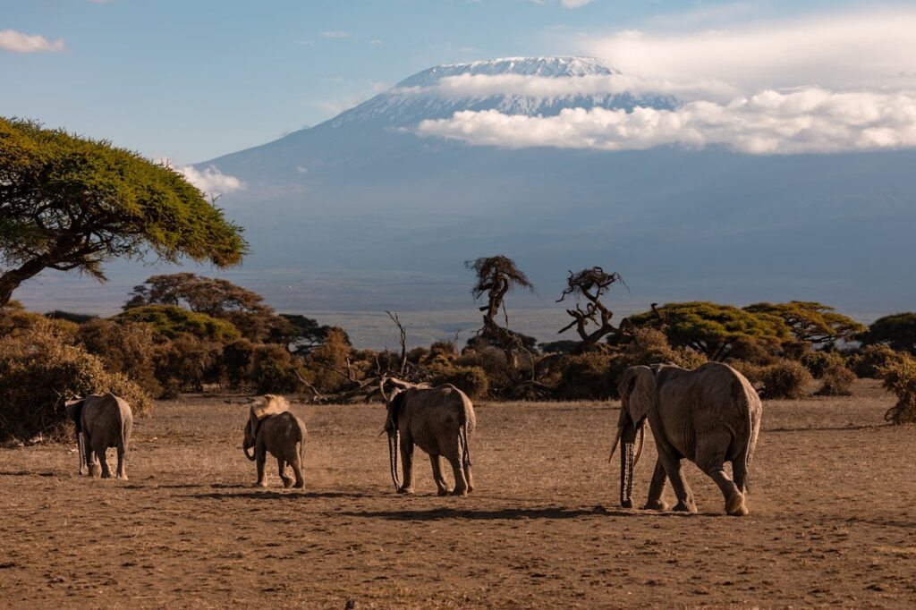 Amboseli National Park
