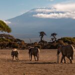 Amboseli National Park