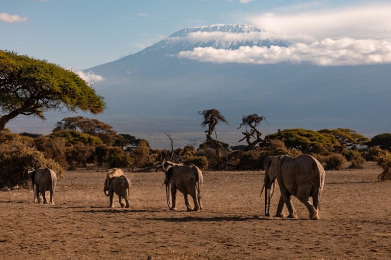 Amboseli National Park