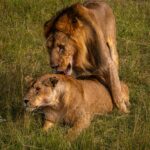 How Conservancies Saved the Mara's Lions