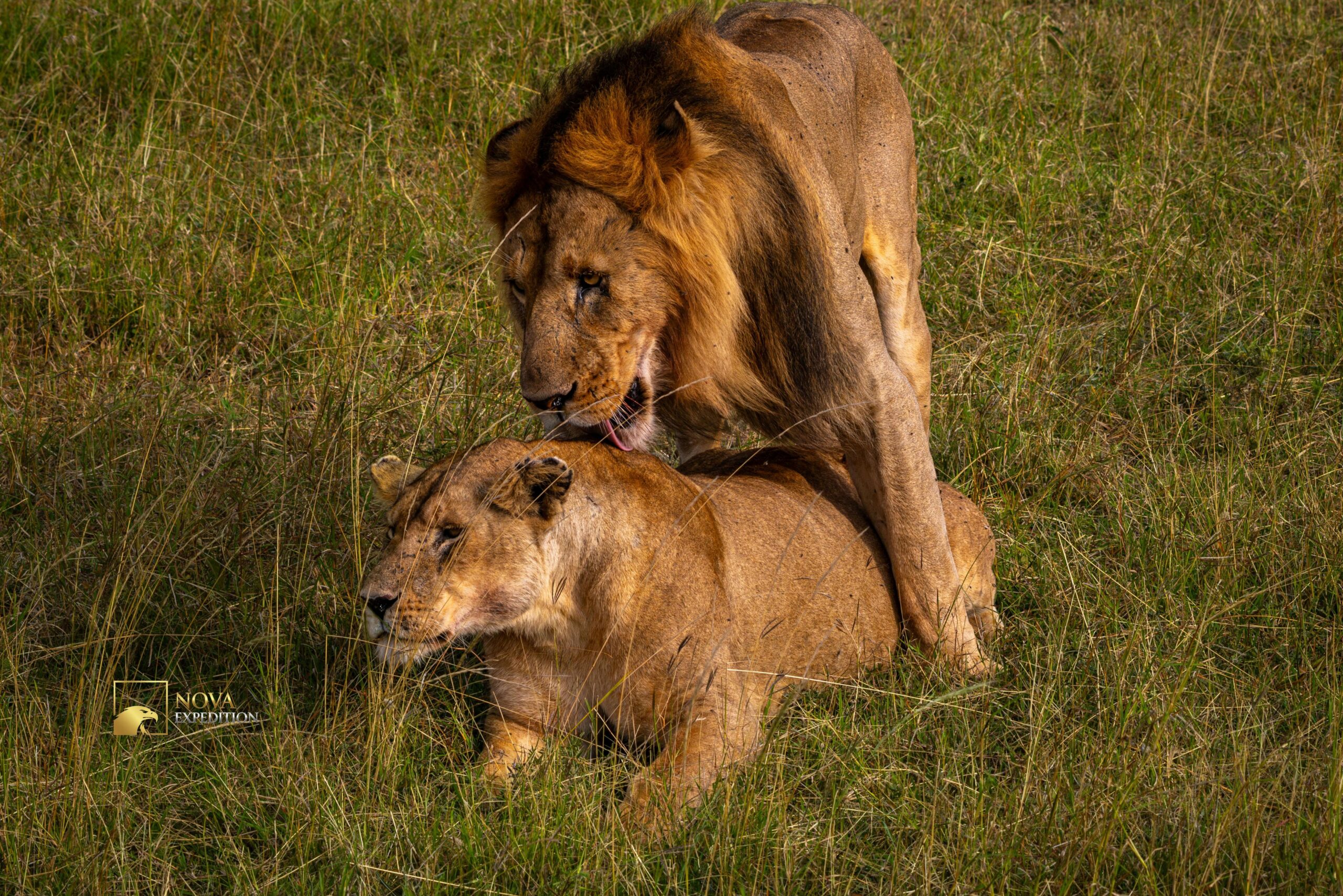 How Conservancies Saved the Mara's Lions