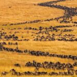 How Many Days Do You Need in the Maasai Mara?