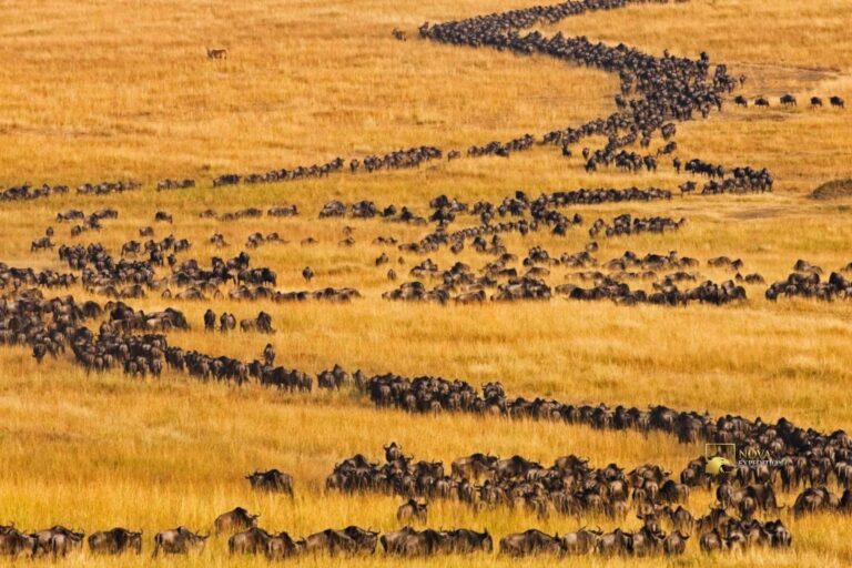 How Many Days Do You Need in the Maasai Mara?