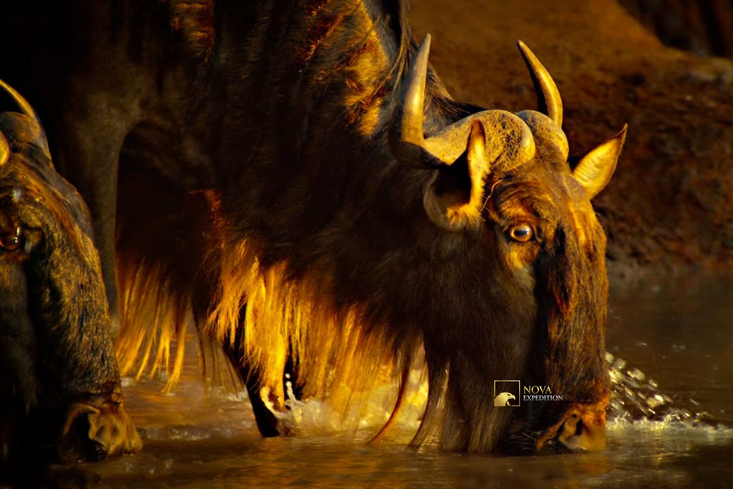 How to See the Great Migration