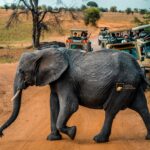 Kenya Tanzania Safari