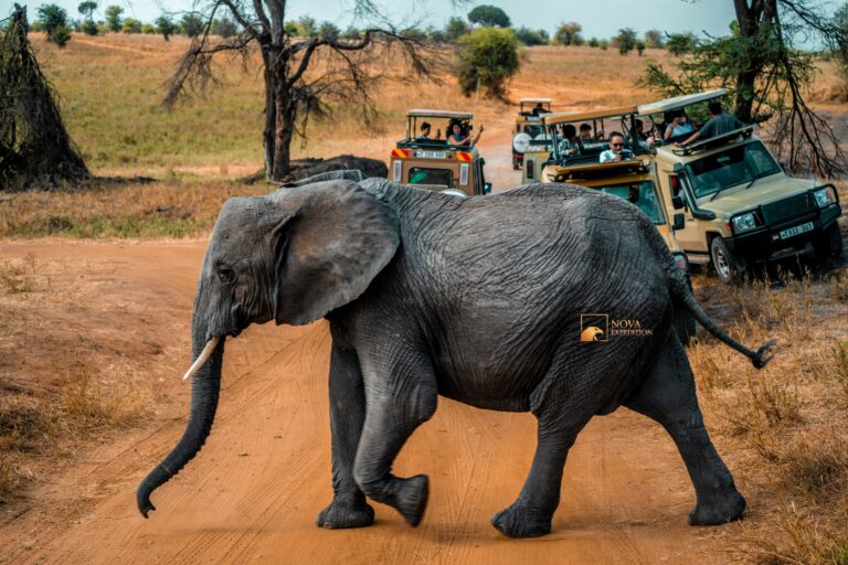 Kenya Tanzania Safari