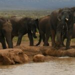 Elephants at Amboseli