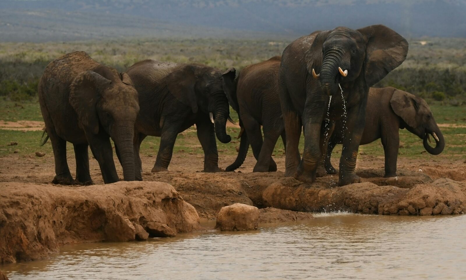 Elephants at Amboseli