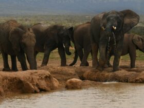Elephants at Amboseli