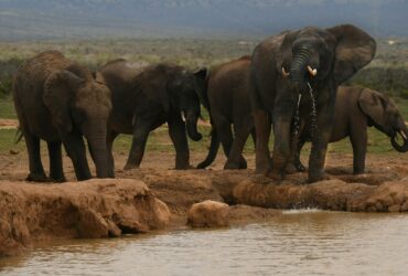 Elephants at Amboseli