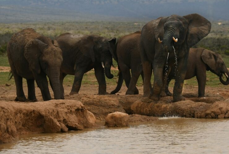 Elephants at Amboseli
