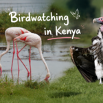 Birdwatching in Kenya
