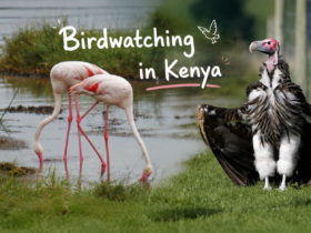 Birdwatching in Kenya