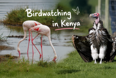 Birdwatching in Kenya