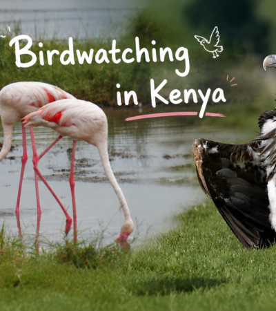 Birdwatching in Kenya