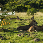 How Private Conservancies Are Saving Kenya's Lions