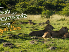How Private Conservancies Are Saving Kenya's Lions