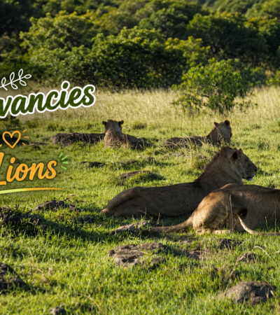 How Private Conservancies Are Saving Kenya's Lions