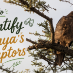 How to identify Kenya's raptors