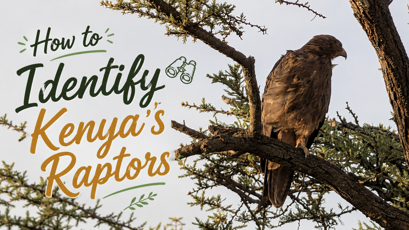 How to identify Kenya's raptors