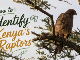How to identify Kenya's raptors