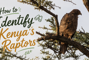 How to identify Kenya's raptors