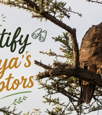 How to identify Kenya's raptors