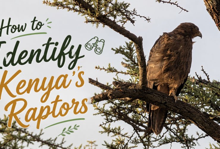 How to identify Kenya's raptors
