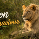 Lion Behaviour