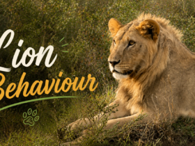 Lion Behaviour