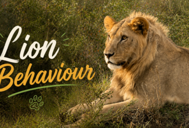 Lion Behaviour