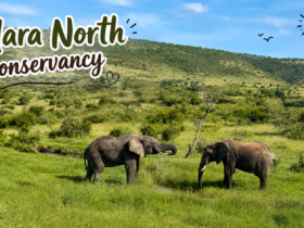Mara North Conservancy