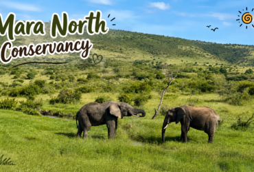 Mara North Conservancy