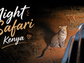 Night Safari Kenya