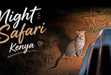 Night Safari Kenya