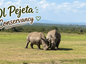 Ol Pejeta Conservancy