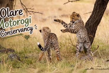 Olare Motorogi Conservancy