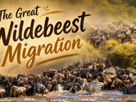 The Great Wildebeest Migration