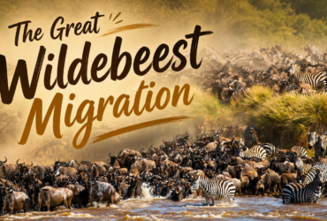 The Great Wildebeest Migration