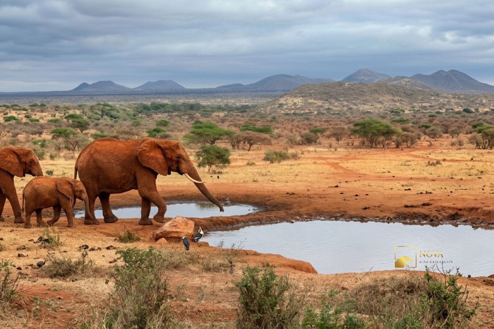 Tsavo