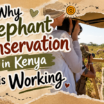 Why Elephant Conservation in Kenya is Working