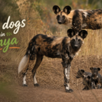 Wild dogs in Kenya