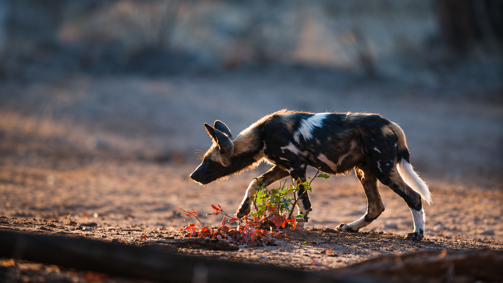 Wild dogs in Kenya