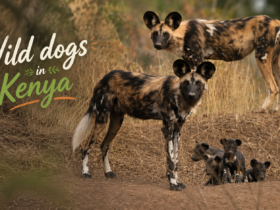 Wild dogs in Kenya