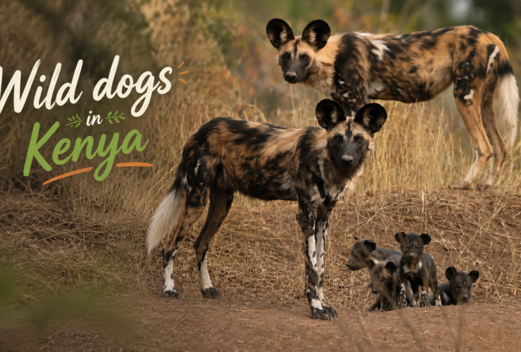 Wild dogs in Kenya