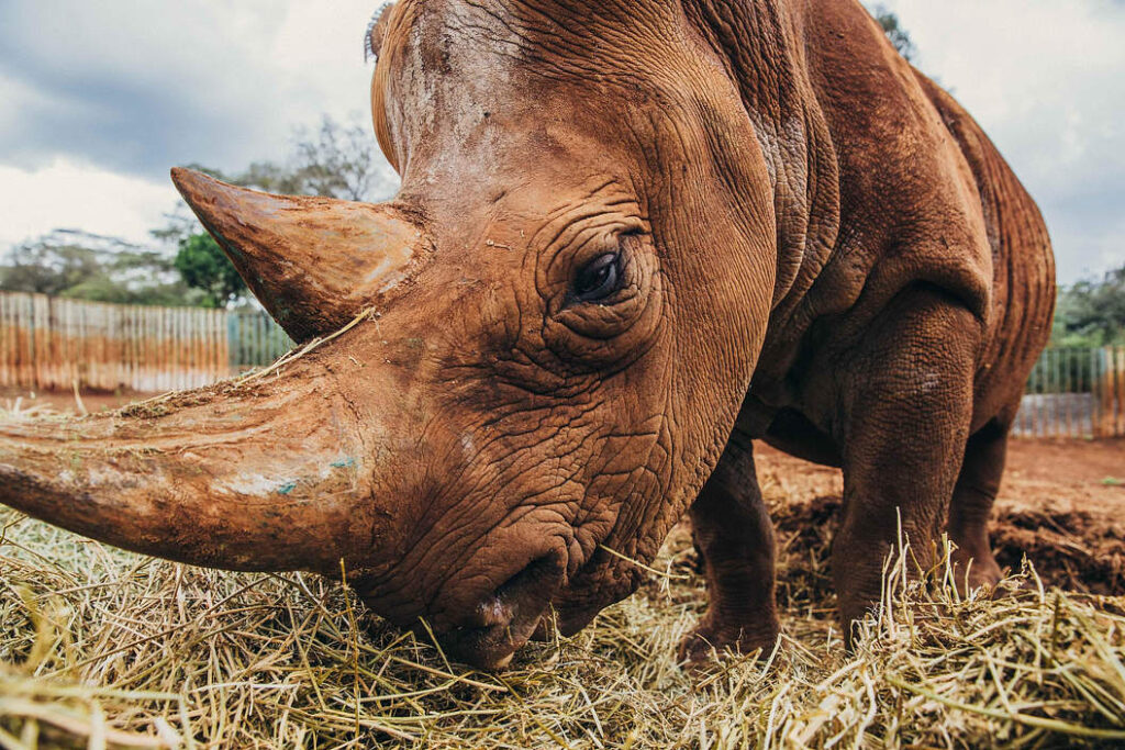 Sheldrick Elephant Orphanage