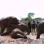 Sheldrick Elephant Orphanage