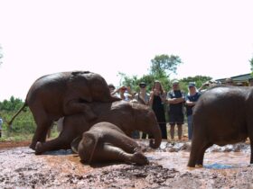 Sheldrick Elephant Orphanage