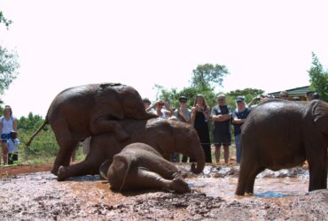 Sheldrick Elephant Orphanage