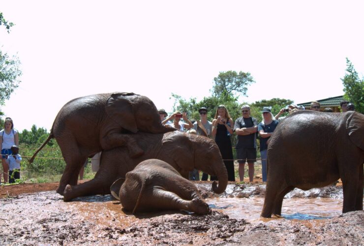 Sheldrick Elephant Orphanage